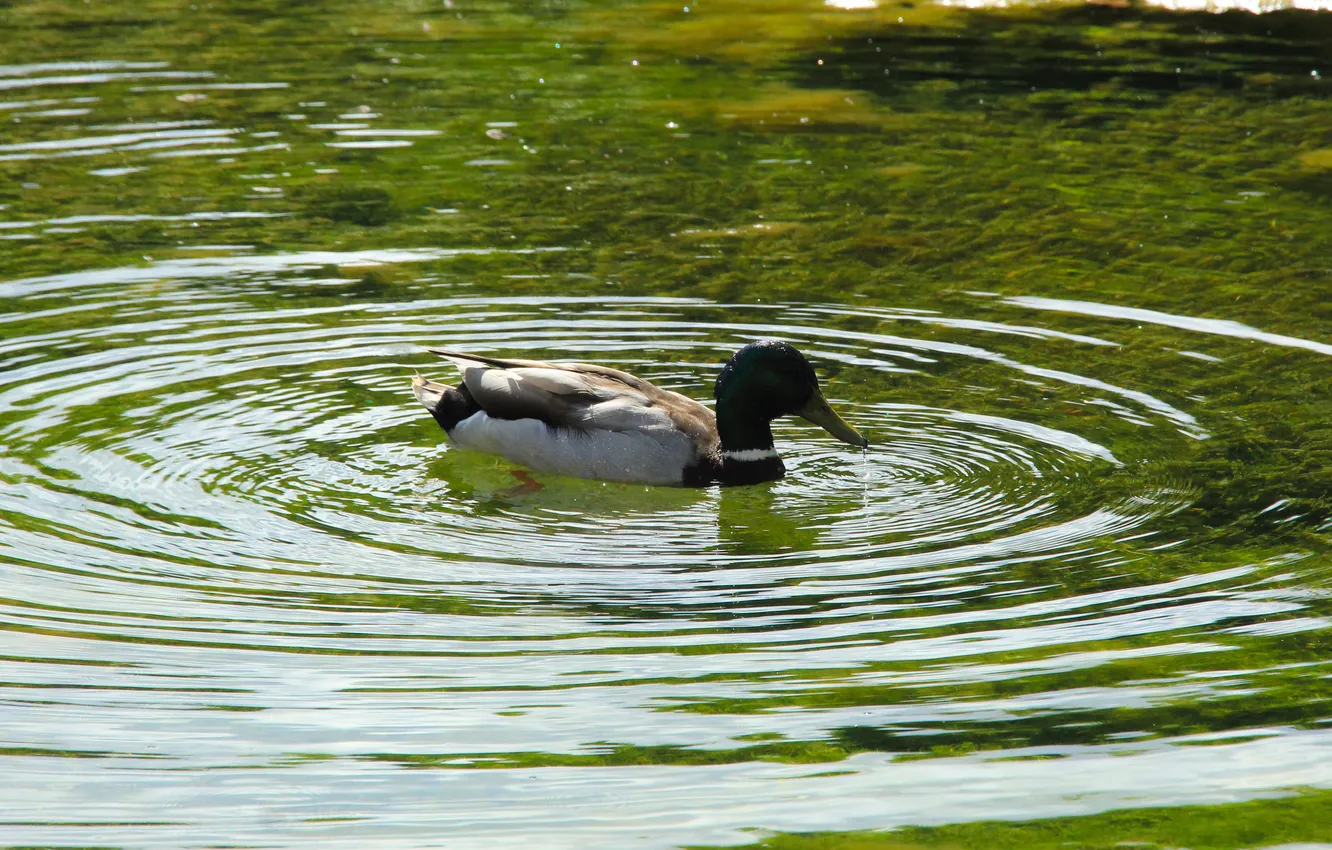 Photo wallpaper bird, water, duck, swim