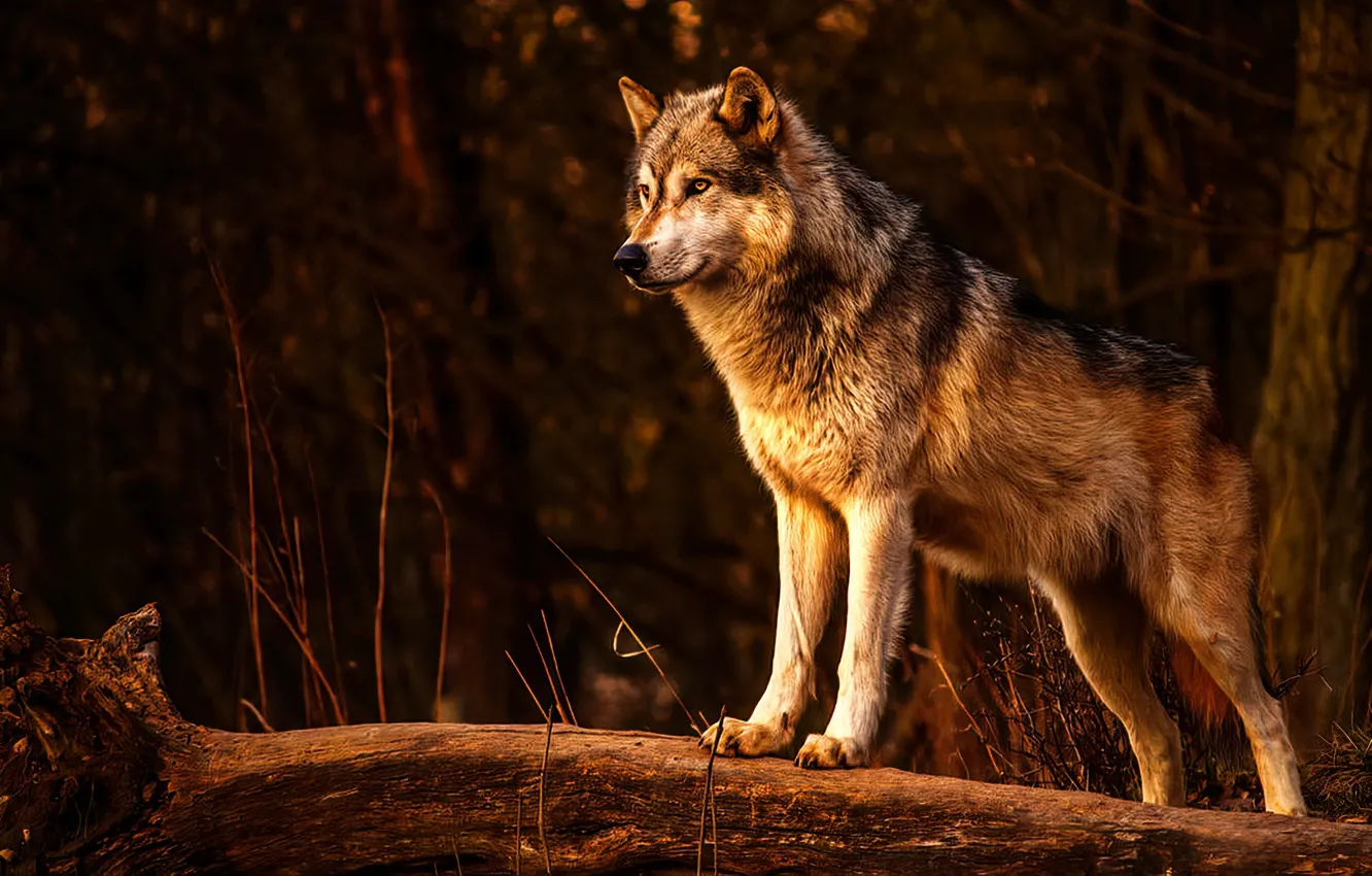 Photo wallpaper forest, nature, dog, wolf