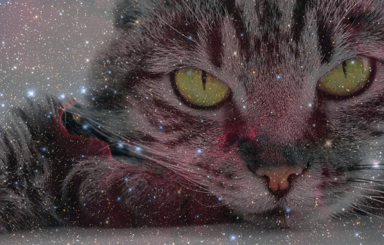 Photo wallpaper cat, look, space