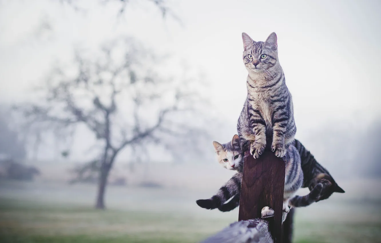 Photo wallpaper cat, fog, the fence