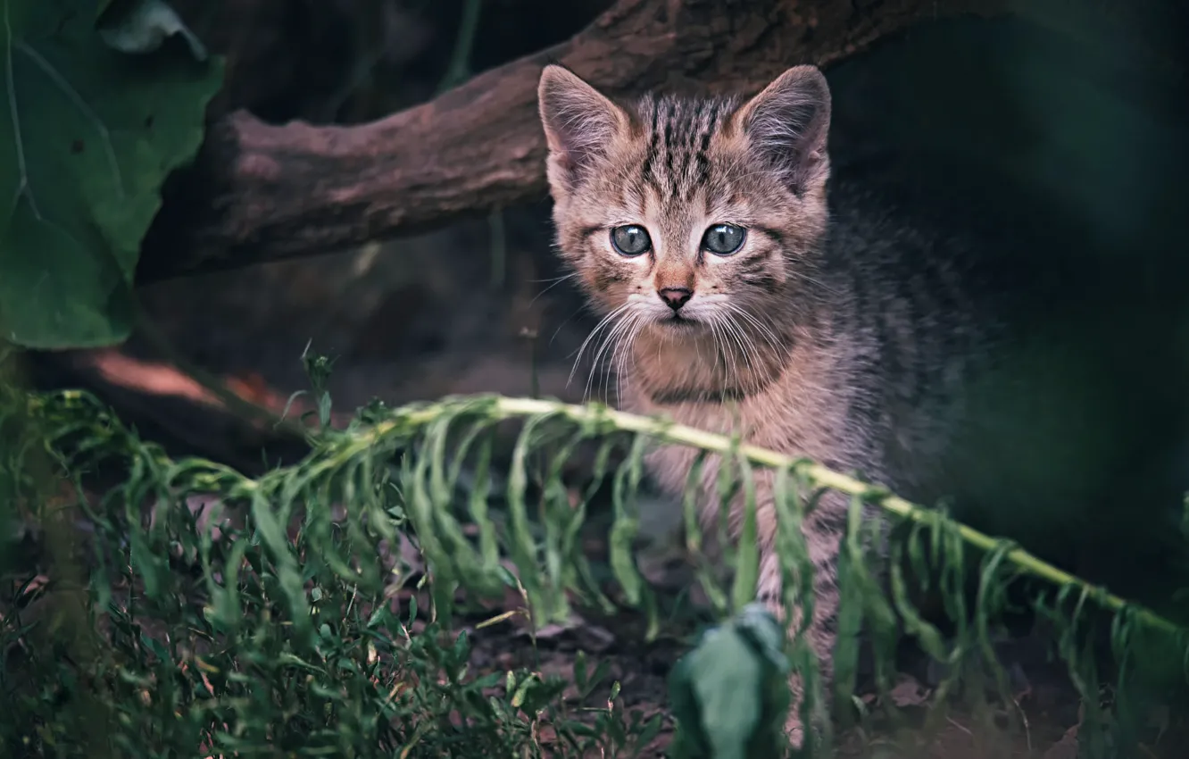 Photo wallpaper cat, kitty, baby, wild, forest
