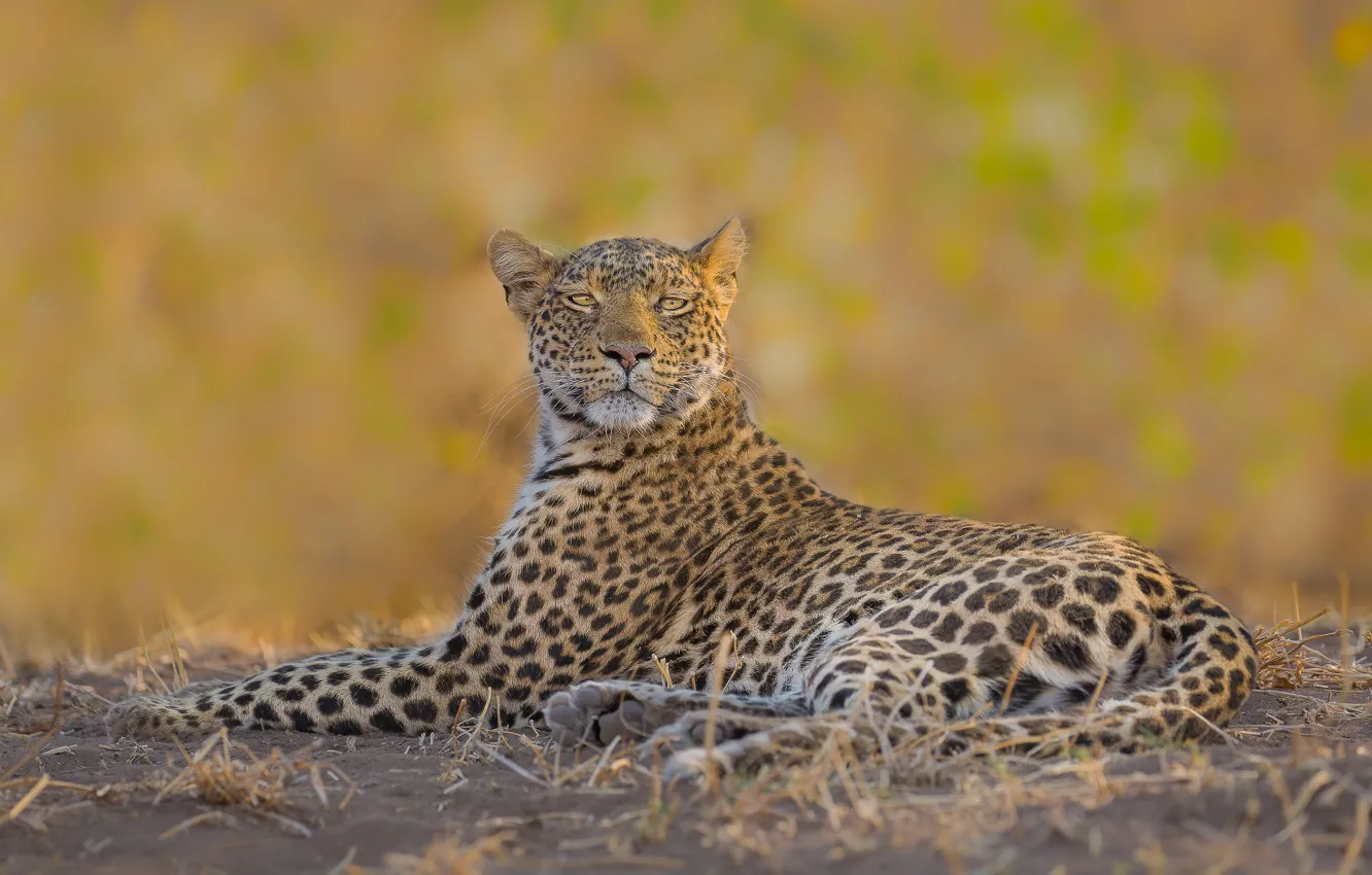 Photo wallpaper background, leopard, wild cat