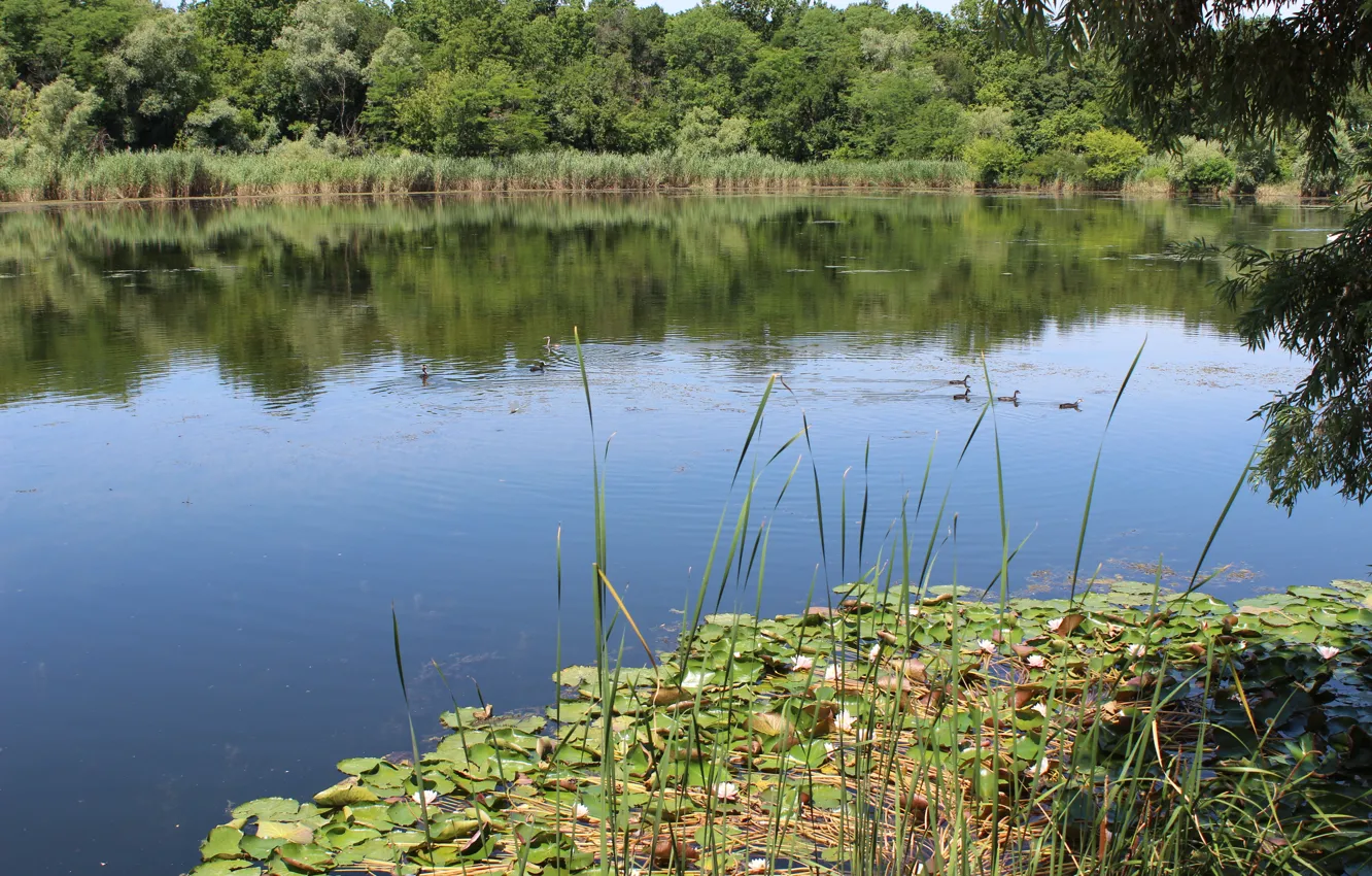 Photo wallpaper summer, water, lake, duck