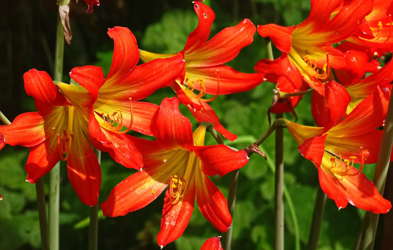 Photo wallpaper Lily, lilies, Orange lilies