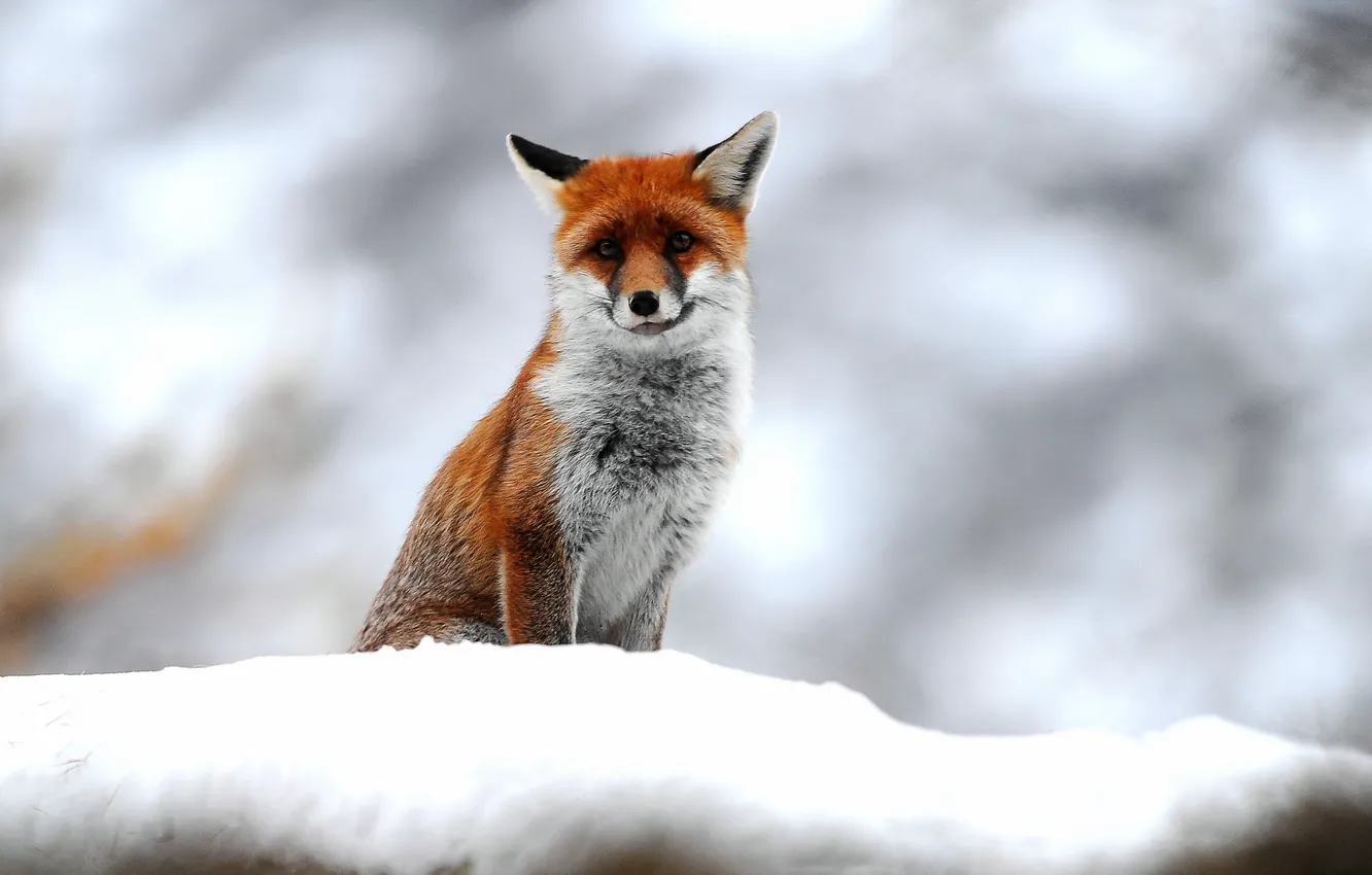 Photo wallpaper snow, nature, Fox
