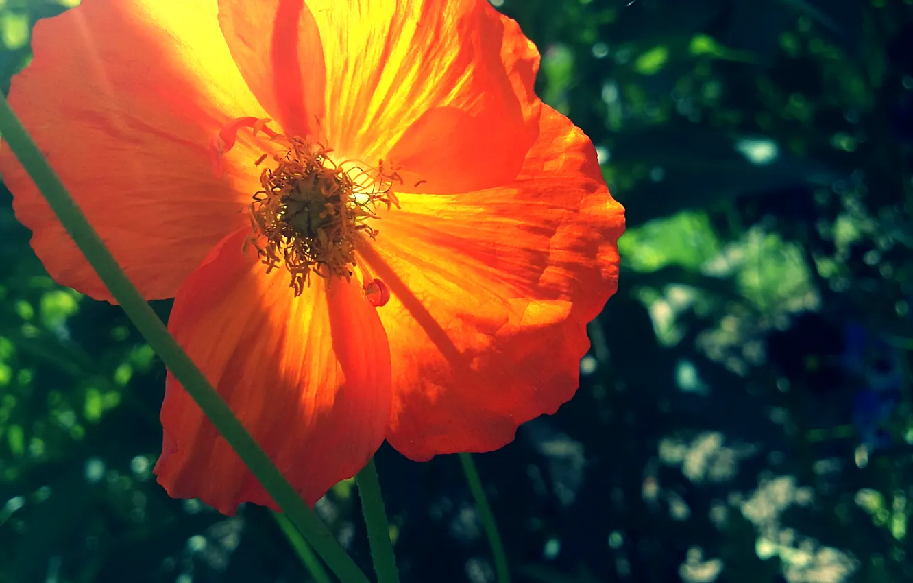 Photo wallpaper summer, orange, green, Mac