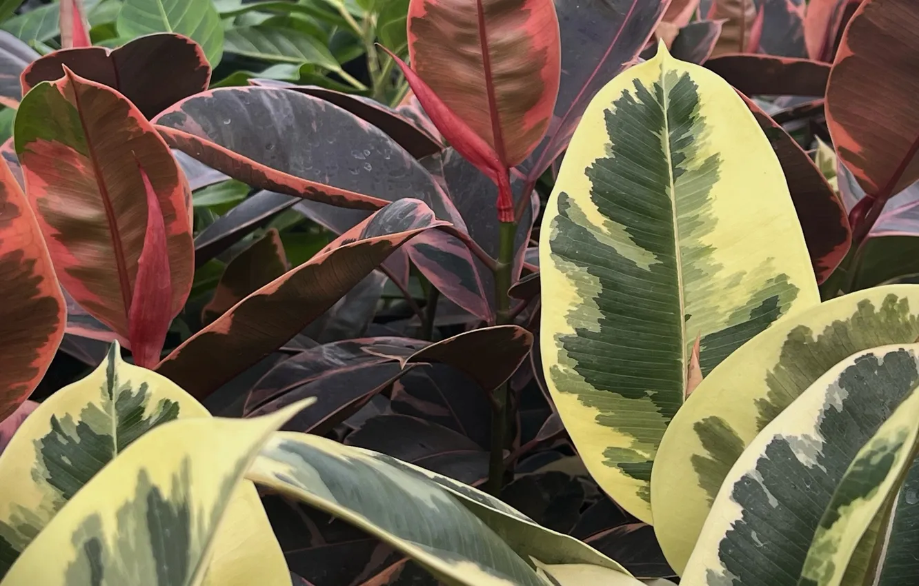 Photo wallpaper leaves, macro, plant, ficus, ficus tineke, ficus belize