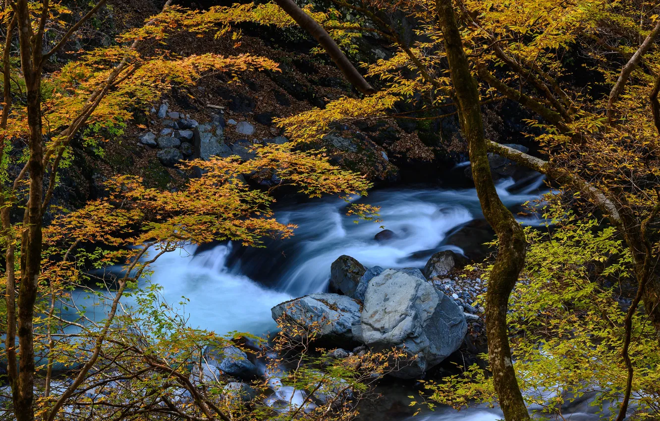 Photo wallpaper autumn, forest, trees, stones, foliage, waterfall