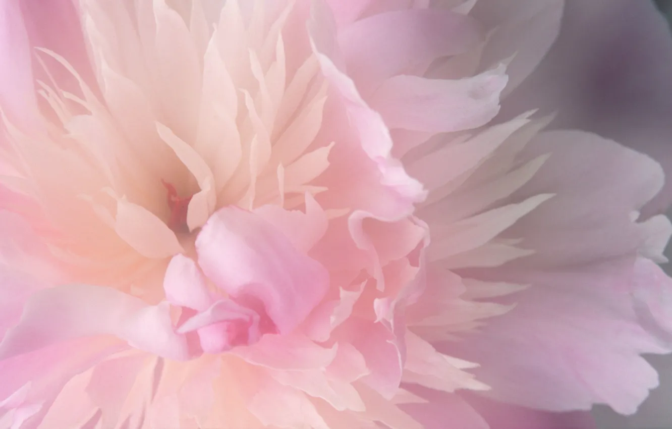 Photo wallpaper flower, nature, pink
