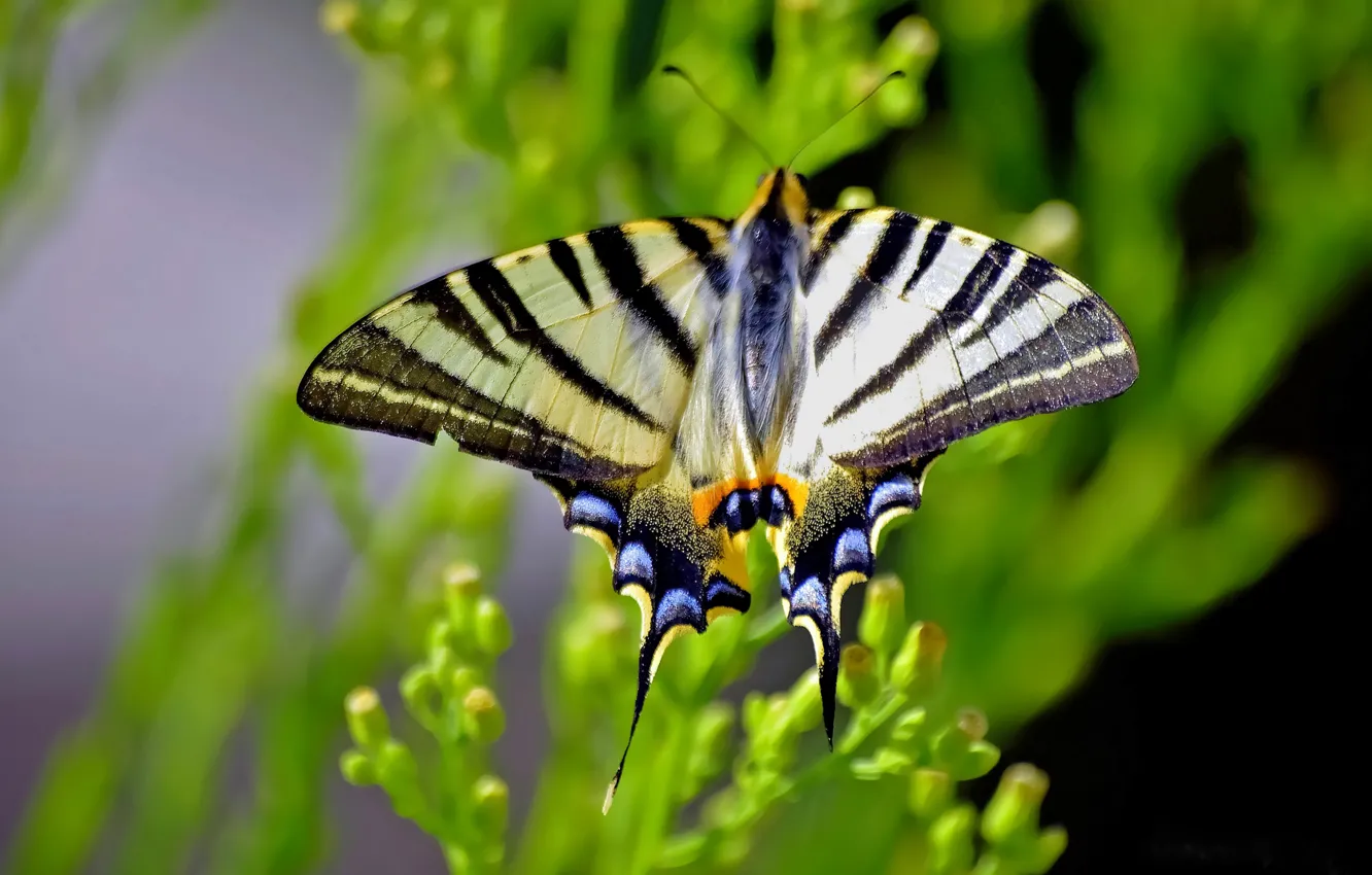 Photo wallpaper macro, butterfly, blur, Podalirius