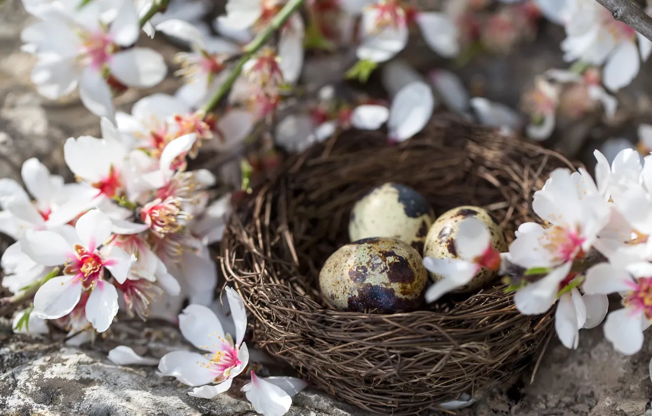 Photo wallpaper holiday, eggs, Easter, socket, flowers, spring, branches