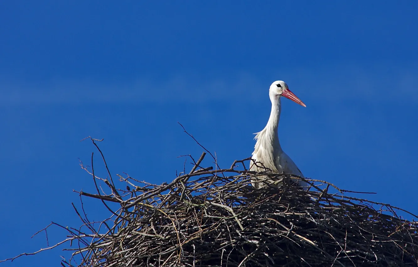 Photo wallpaper the sky, nature, bird, socket, stork
