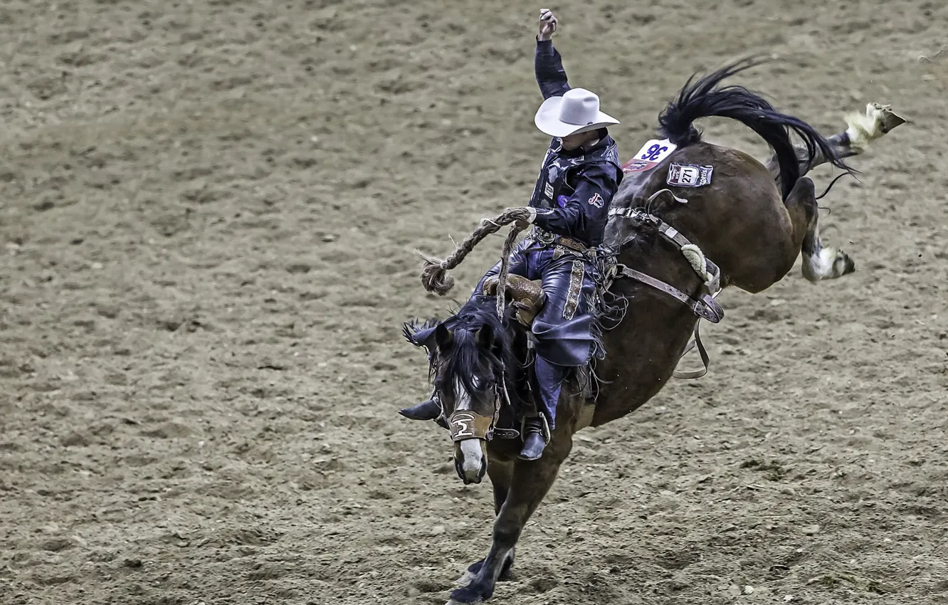 Photo wallpaper sports, Cowboy, Rodeo