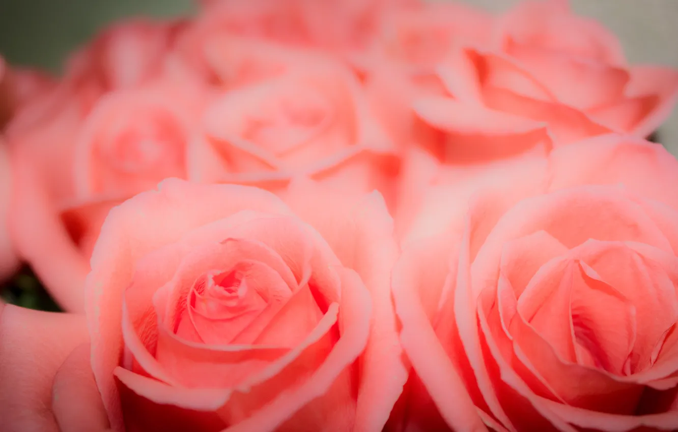 Photo wallpaper flowers, background, pink, roses, Bud