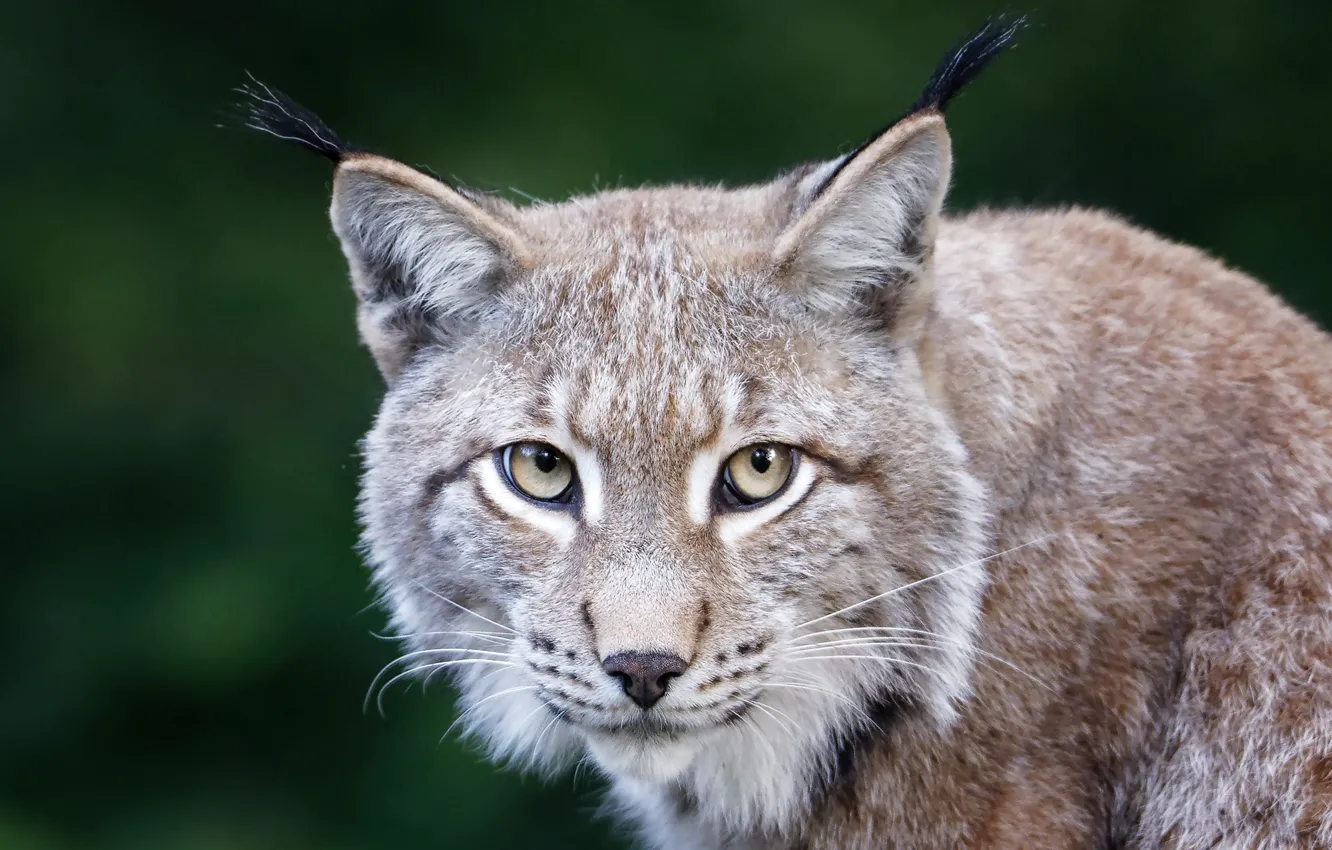 Photo wallpaper look, portrait, lynx, face, a small lynx