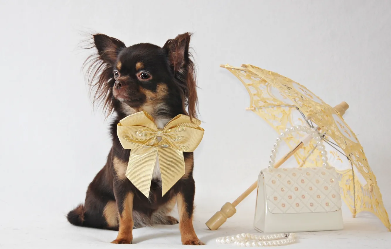 Photo wallpaper umbrella, dog, Chihuahua