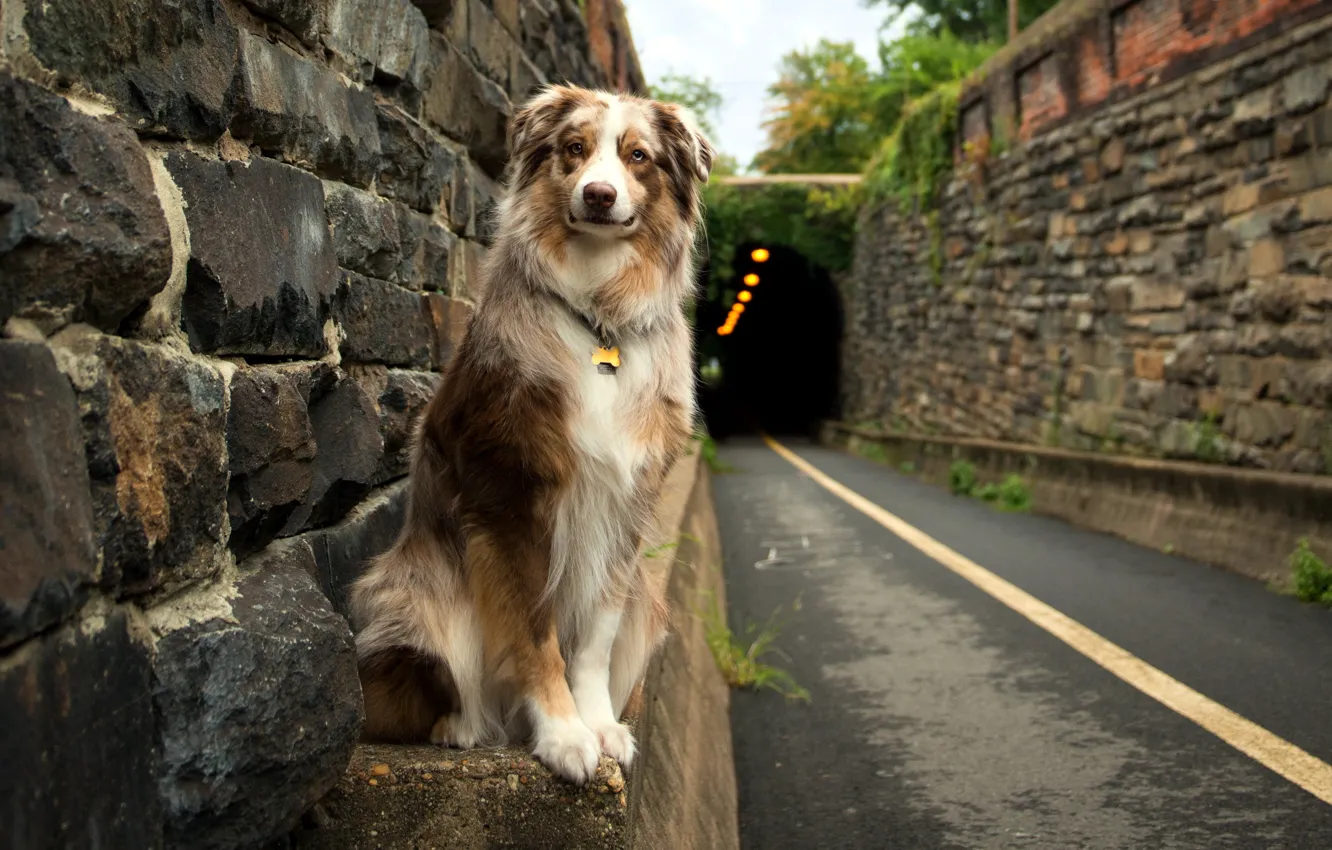 Photo wallpaper road, each, dog