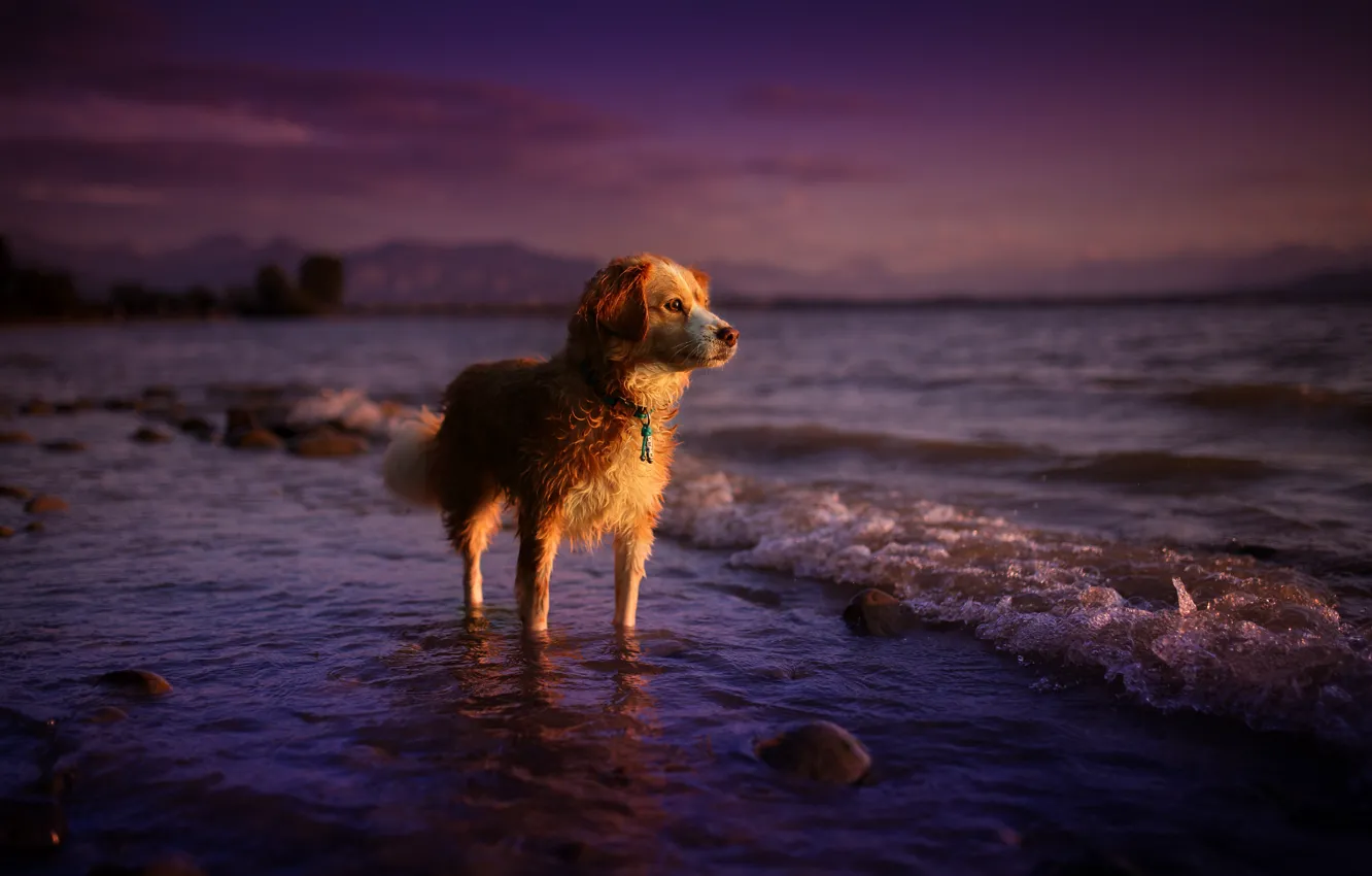 Photo wallpaper sea, summer, look, sunset, nature, each, dog