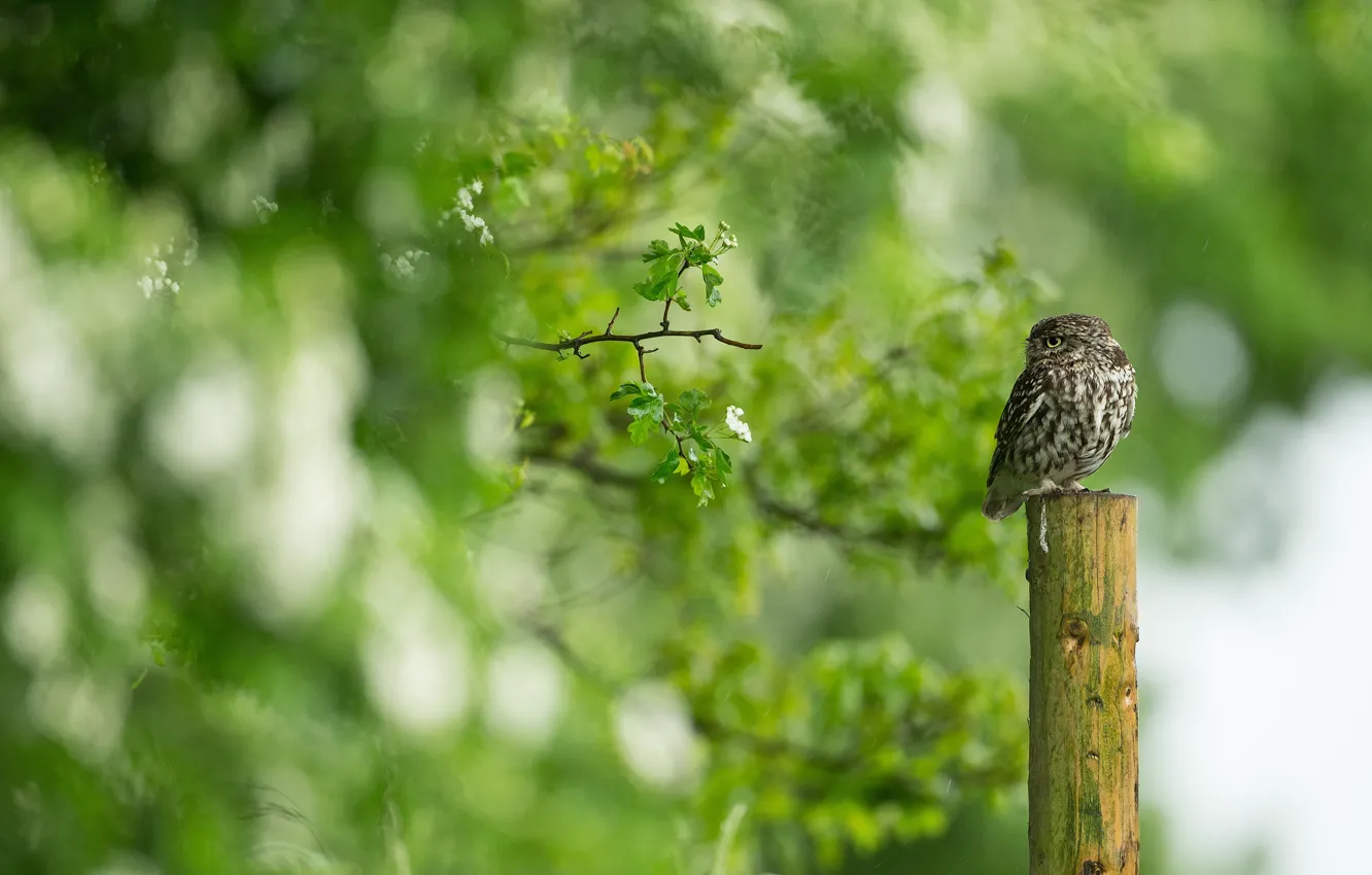 Photo wallpaper leaves, branches, owl, bird, bokeh, owl, sychik