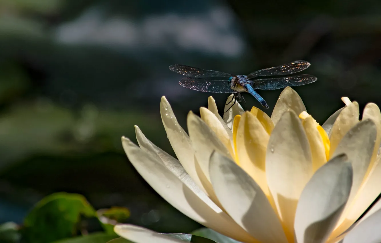 Photo wallpaper wings, dragonfly, Nymphaeum