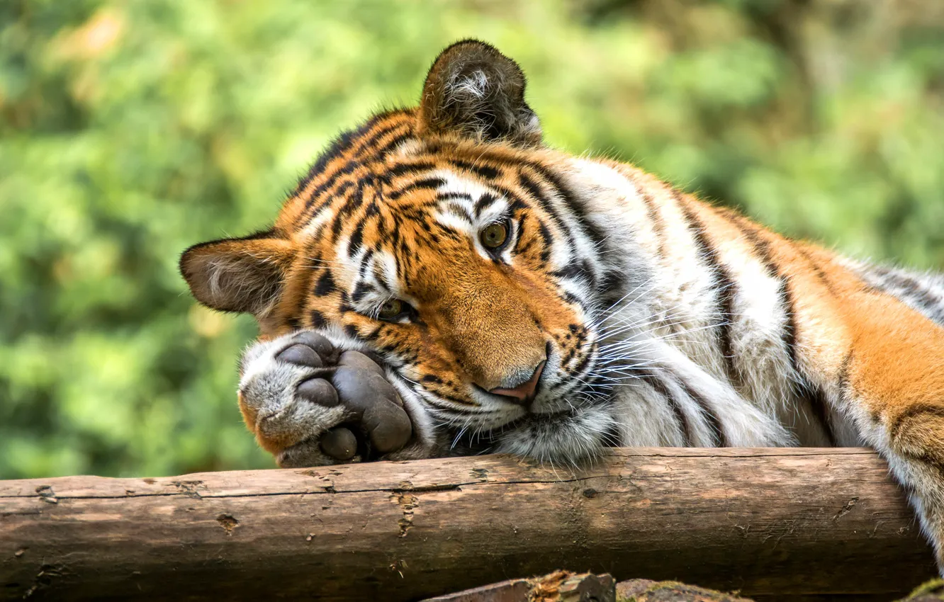 Photo wallpaper look, face, tiger, pose, portrait, paws, lies, log