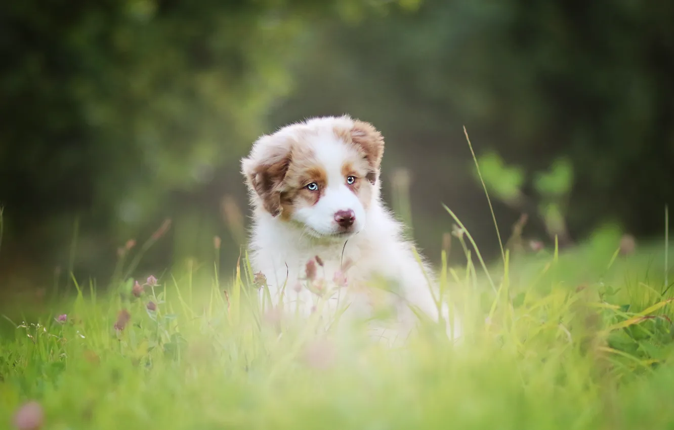 Photo wallpaper grass, nature, glade, dog, puppy, sitting, Australian shepherd, Aussie
