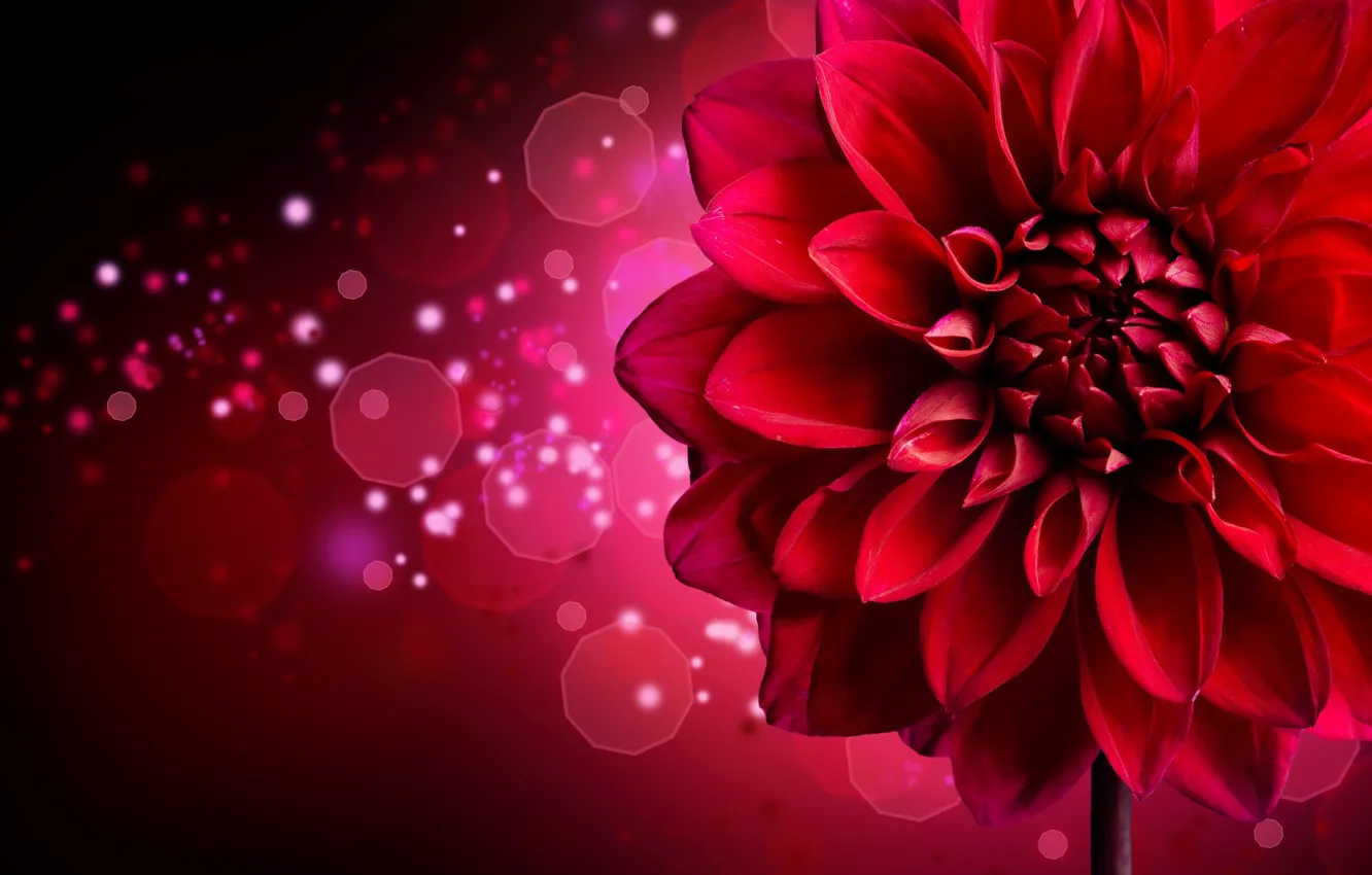 Photo wallpaper flowers, background, sequins