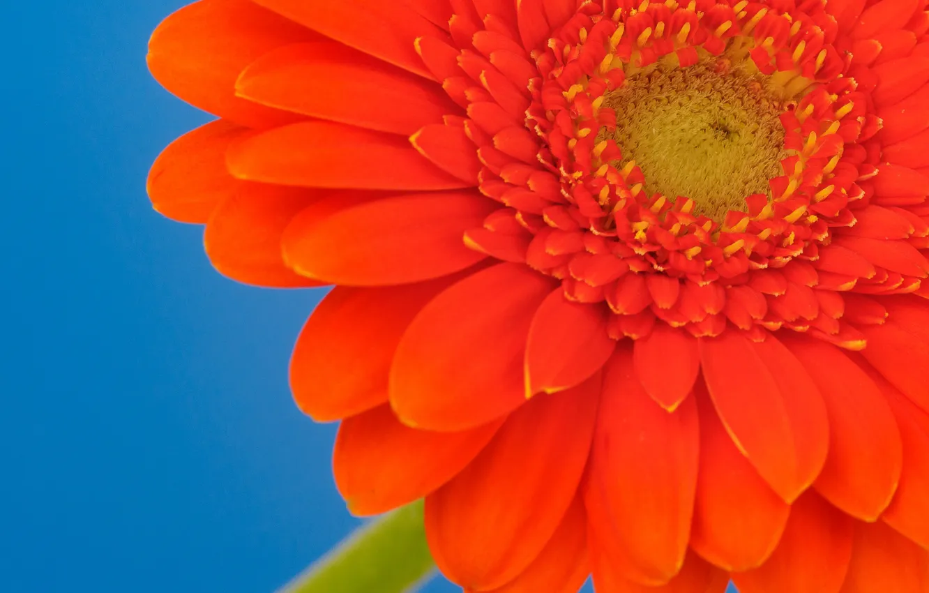 Photo wallpaper flowers, petals, gerbera