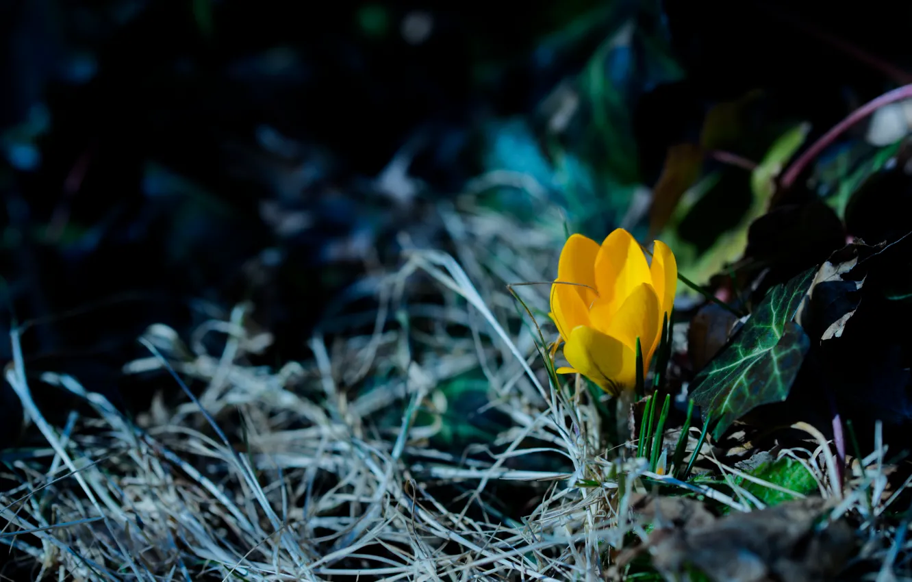 Photo wallpaper grass, flowers, yellow, the dark background, glade, spring, crocuses, bokeh