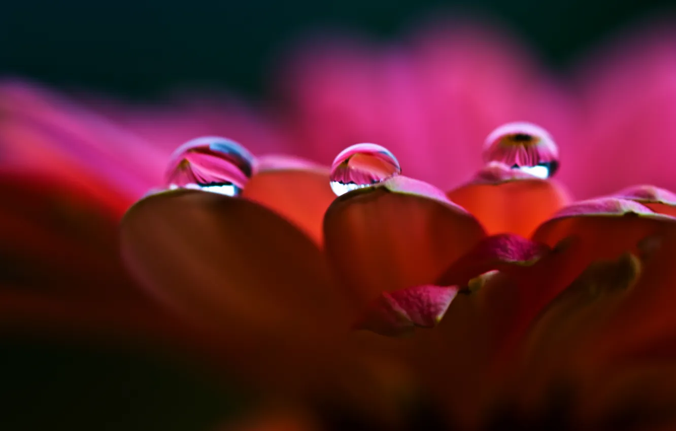 Photo wallpaper drops, flowers, orange, petals, pink, gerbera