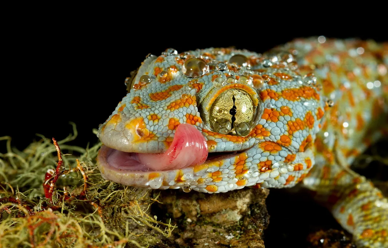 Photo wallpaper nature, chameleon, background