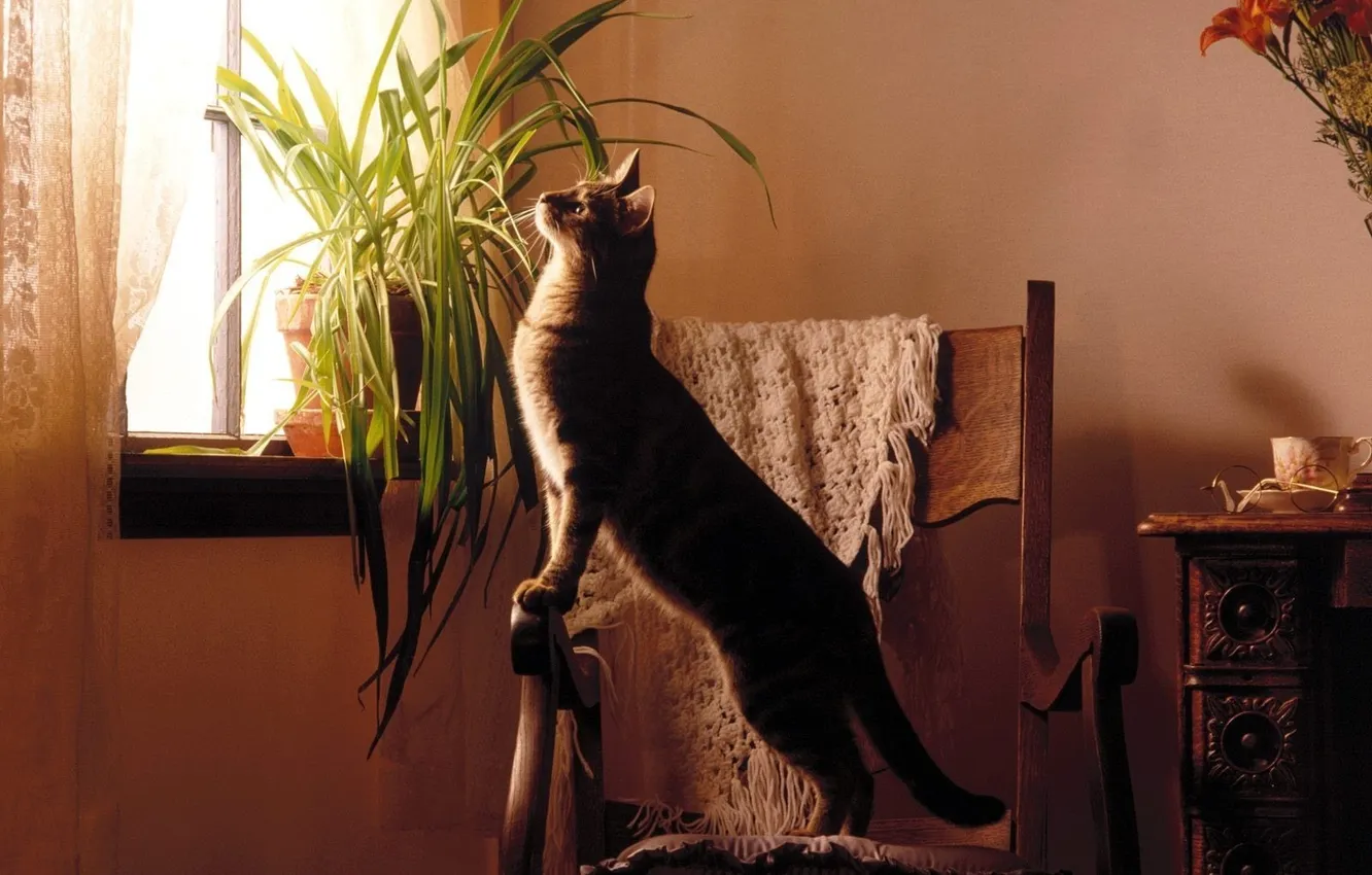 Photo wallpaper cat, cat, room