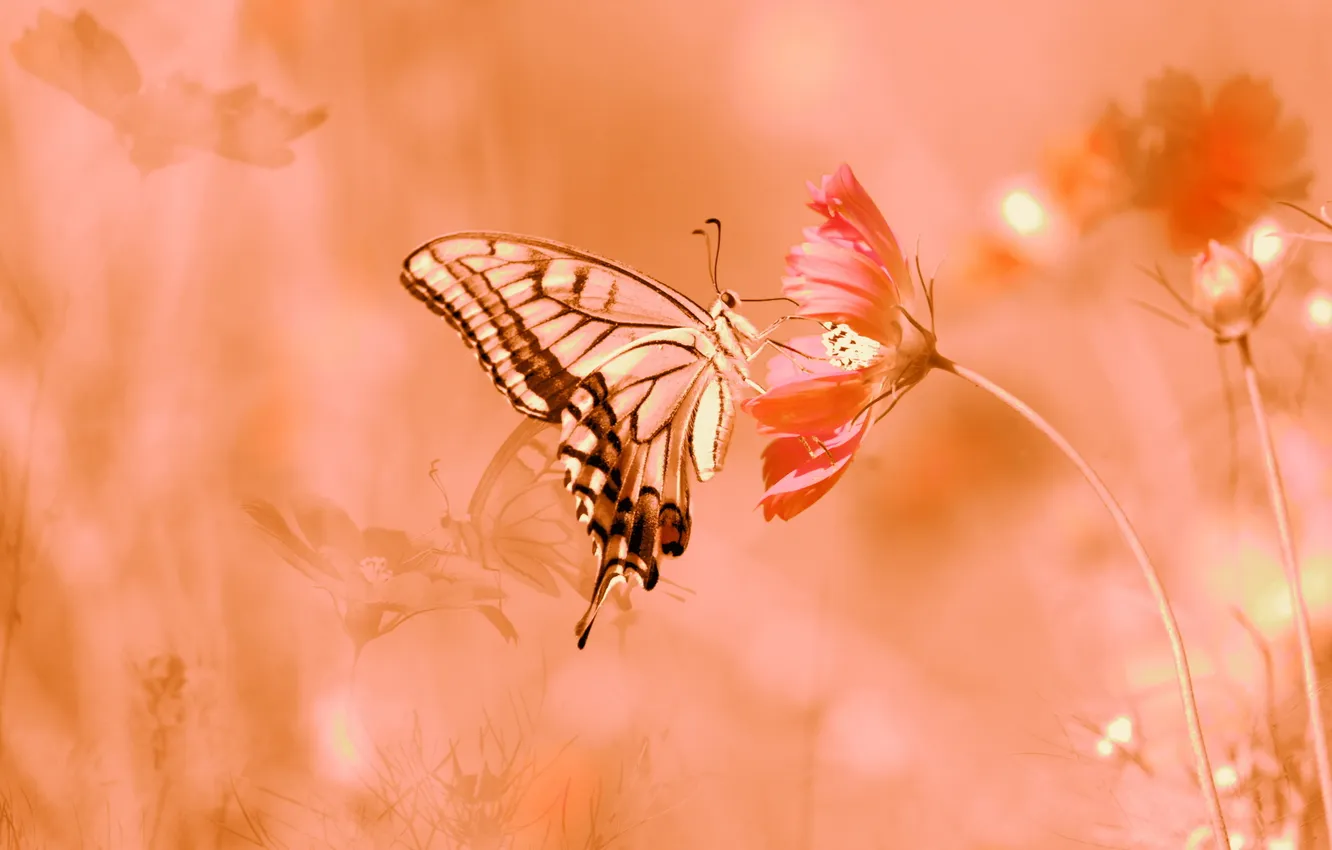 Photo wallpaper summer, flowers, nature, butterfly