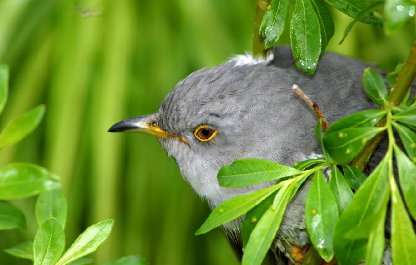 Photo wallpaper leaves, macro, branches, photo, bird, head, beak