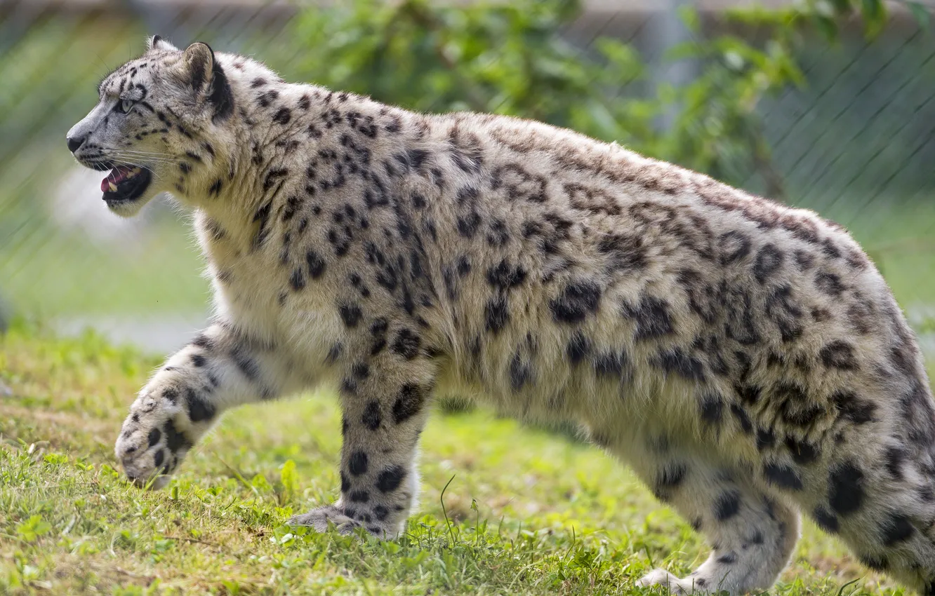 Photo wallpaper cat, grass, profile, IRBIS, snow leopard, ©Tambako The Jaguar