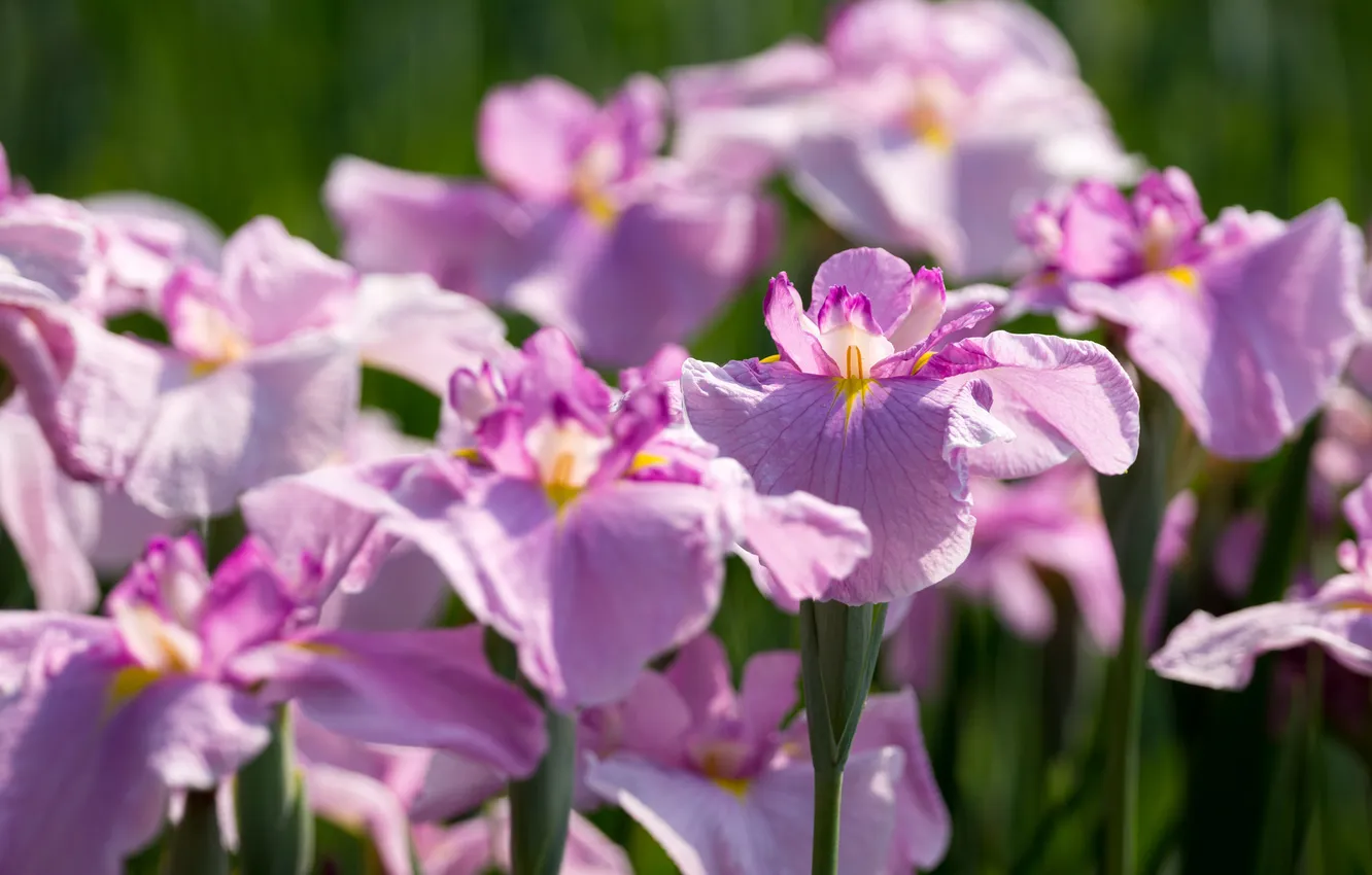 Photo wallpaper flowers, trunk, flowering, gently, iris