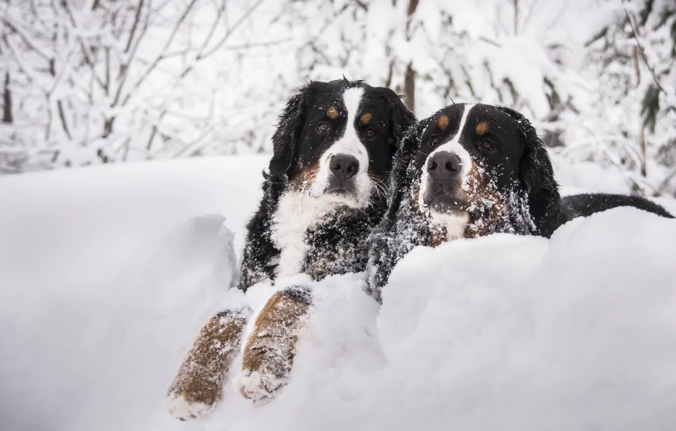 Photo wallpaper winter, dogs, snow, branches, two, dog, pair, the snow