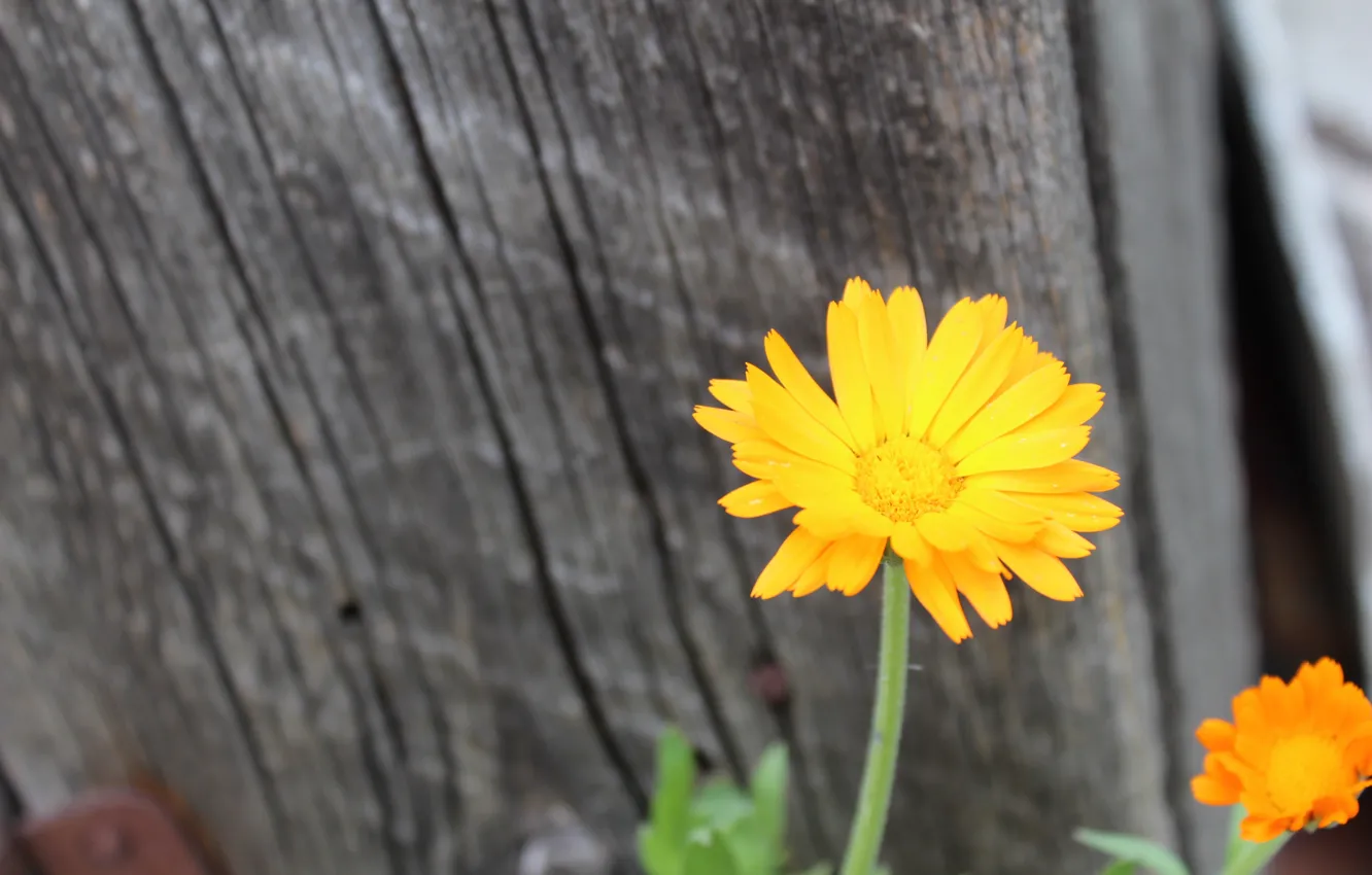 Photo wallpaper trees, flowers, village, orange