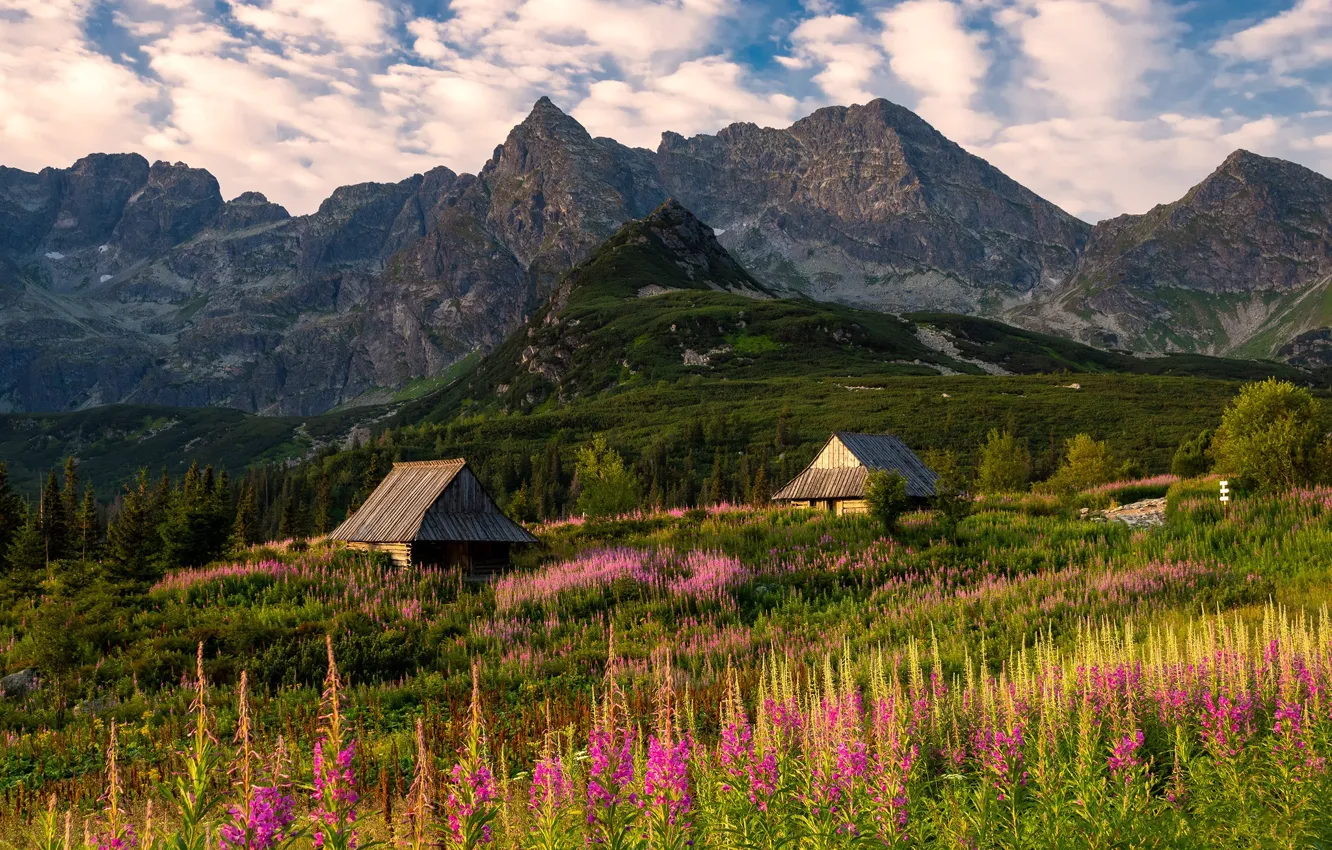 Photo wallpaper field, forest, summer, flowers, mountains, meadow, Poland, house