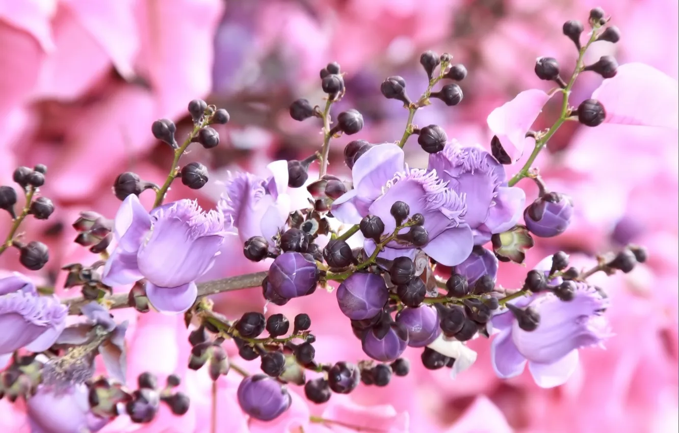 Photo wallpaper buds, pink background, Purple flowers