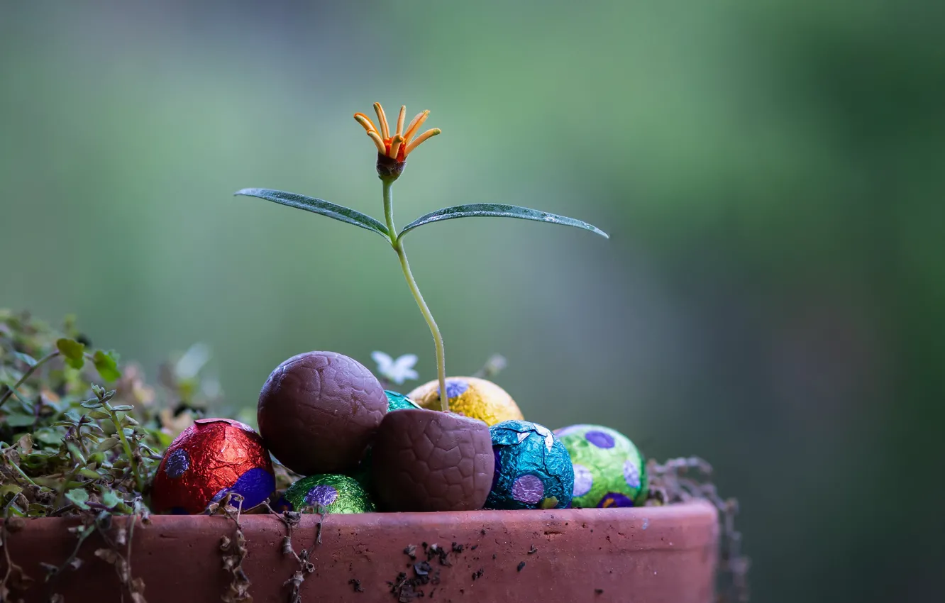 Photo wallpaper flowers, candy, a flowerpot, Fleur Walton
