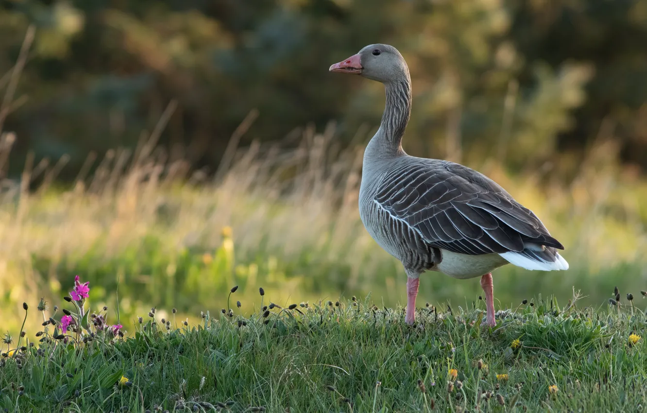Photo wallpaper grey, bird, glade, geese