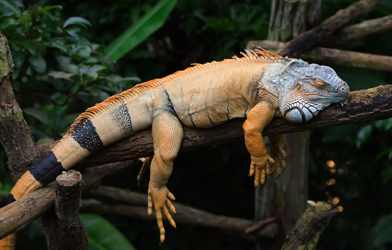Photo wallpaper lies, pose, stay, timber, iguana, stick, leaves, reptile