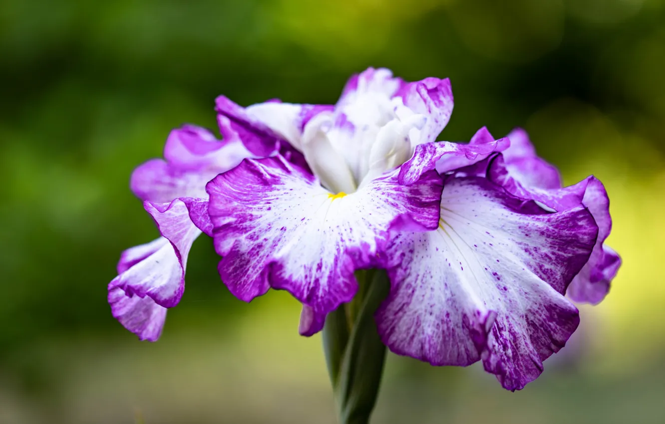 Photo wallpaper flowers, buds, green background, lilac, two-tone, iris
