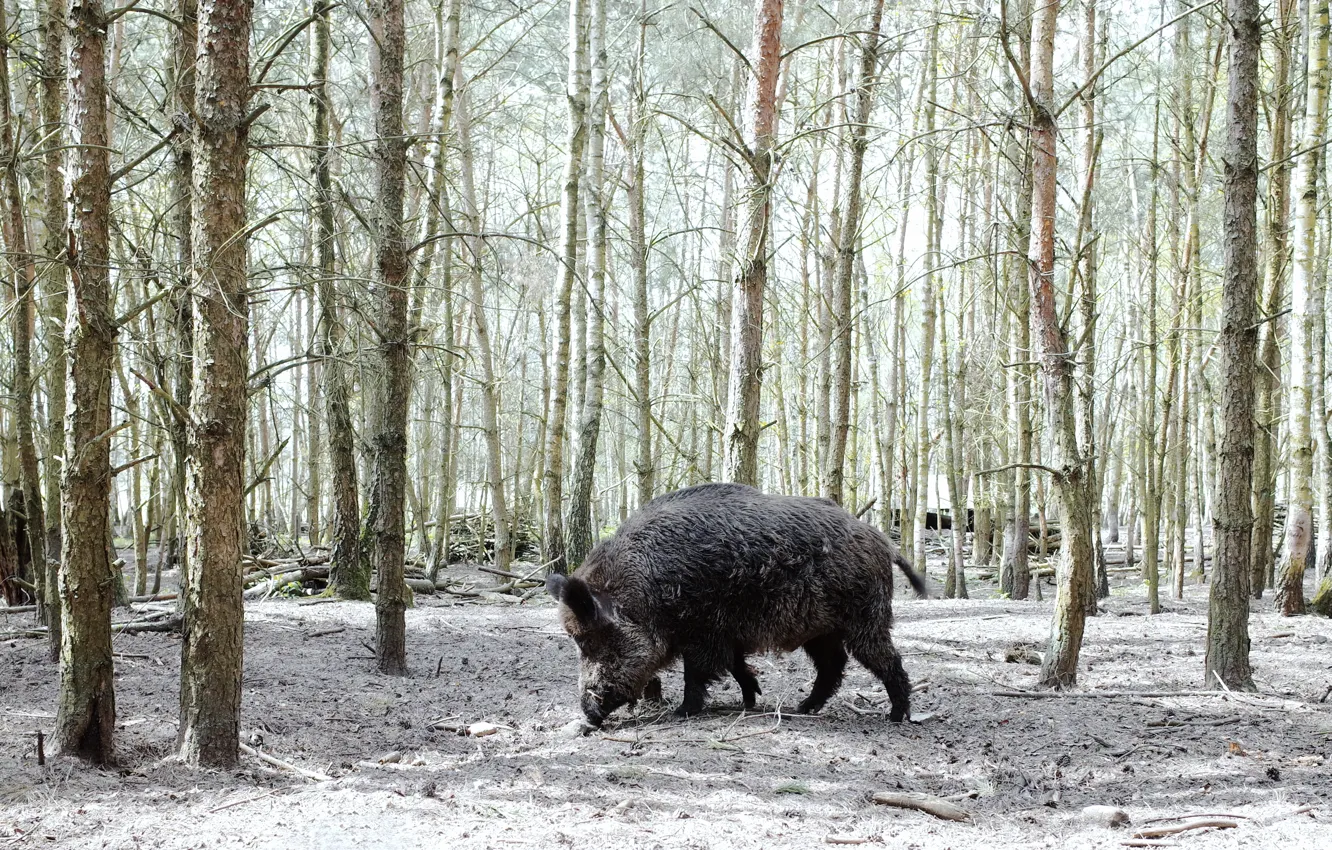 Photo wallpaper forest, nature, boar