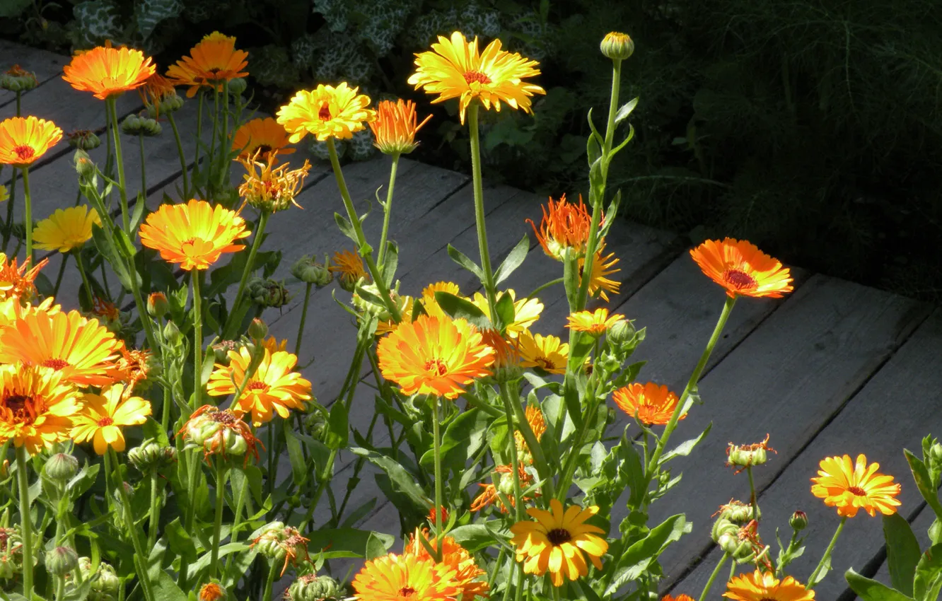 Photo wallpaper summer, Wallpaper, petals, garden, track, flowerbed