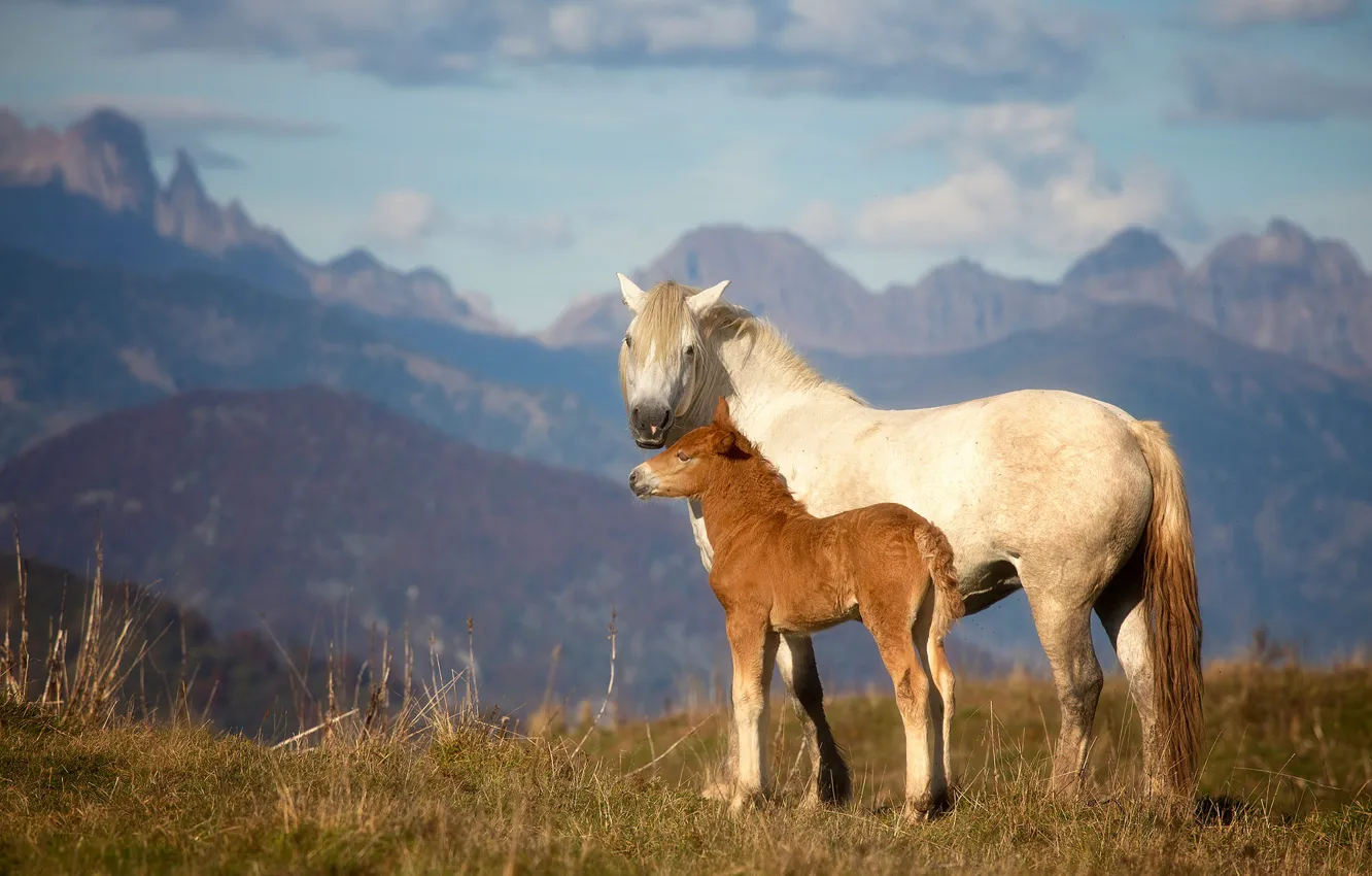 Photo wallpaper field, clouds, light, mountains, horse, horse, pair, mother