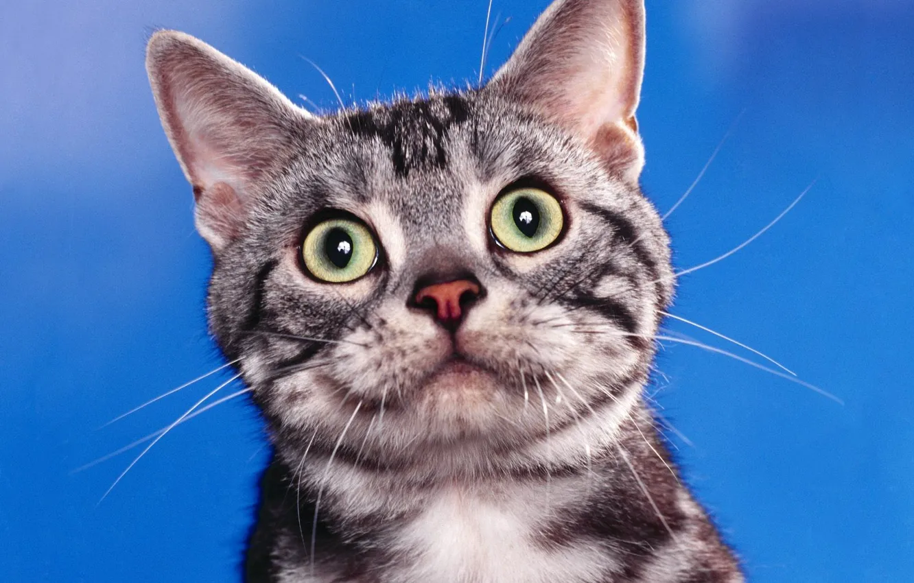 Photo wallpaper look, cat, dreams