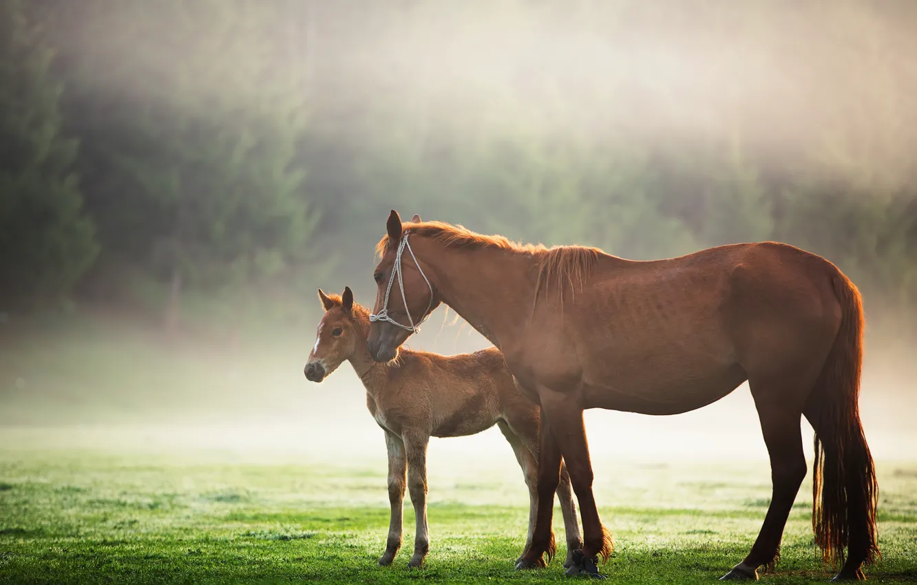 Photo wallpaper greens, field, forest, grass, the sun, trees, fog, horse