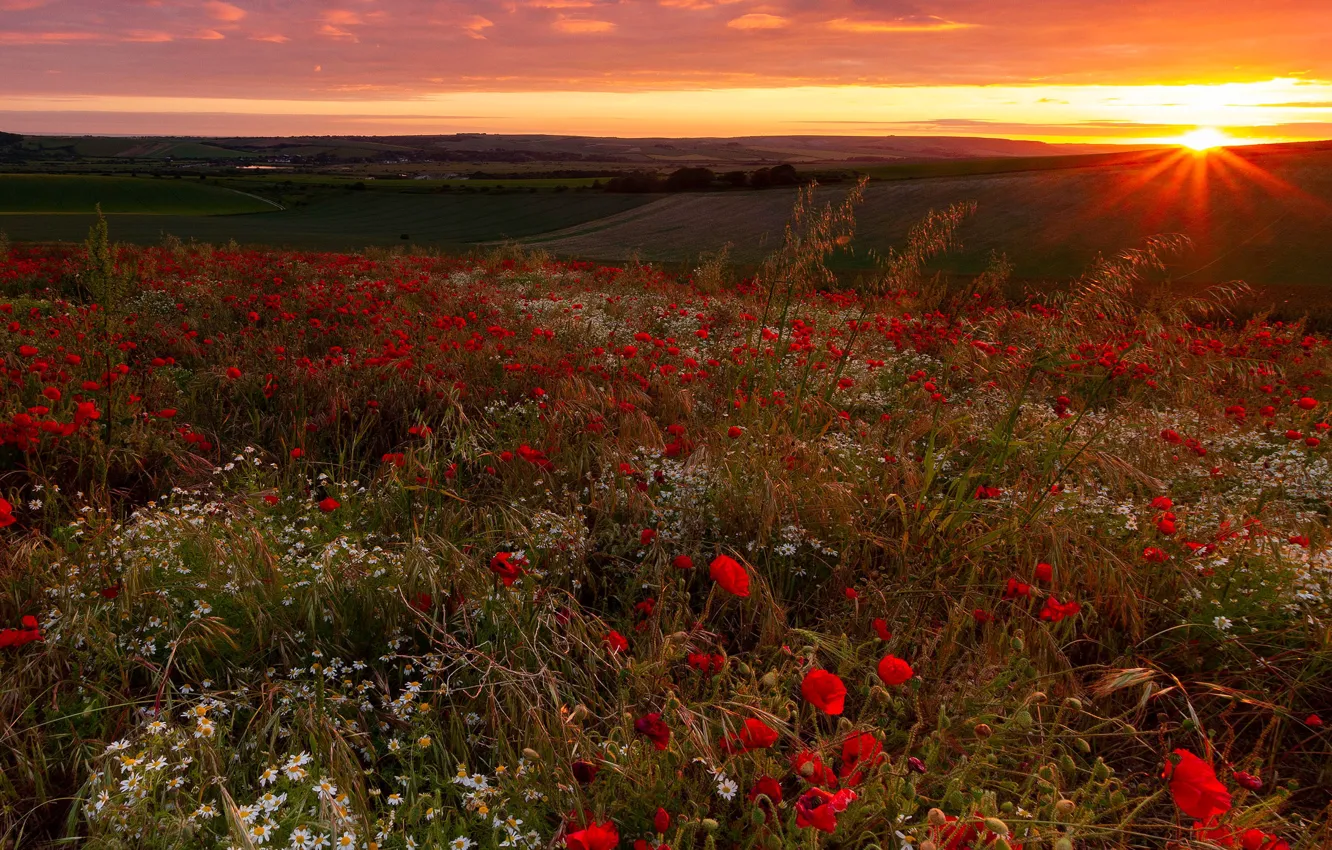 Photo wallpaper summer, the sun, clouds, rays, light, sunset, flowers, red